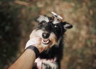 How to Use Positive Reinforcement to Train Your Puppy