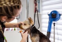 Essential Puppy Care Tips for This Years Pet Owners