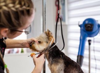 Essential Puppy Care Tips for This Years Pet Owners