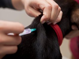 How to Boost Your Puppys Immune System Naturally