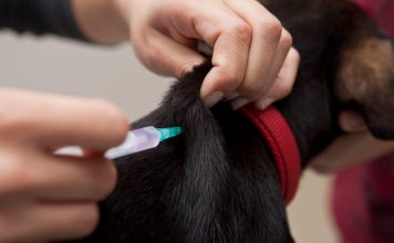 How to Boost Your Puppys Immune System Naturally