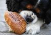 The Best Puppy Food for Large Breed Puppies This Year