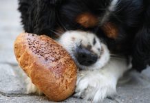 The Best Puppy Food for Large Breed Puppies This Year