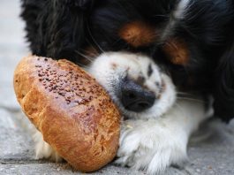 The Best Puppy Food for Large Breed Puppies This Year