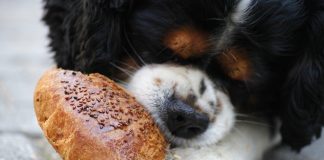 The Best Puppy Food for Large Breed Puppies This Year