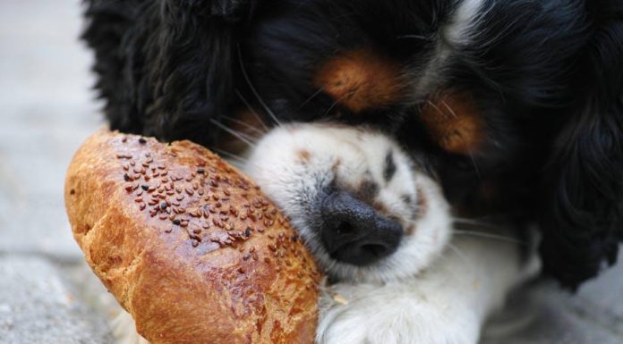 The Best Puppy Food for Large Breed Puppies This Year