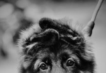 How to Crate Train Your Puppy for a Calm Home Life How to Crate Train Your Puppy for a Calm Home Life