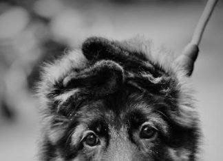 How to Crate Train Your Puppy for a Calm Home Life How to Crate Train Your Puppy for a Calm Home Life