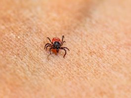 Best Ways to Prevent Parasites in Puppies