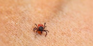 Best Ways to Prevent Parasites in Puppies