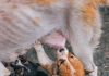Puppy Feeding Guide: Whats Best for This Years Pets?