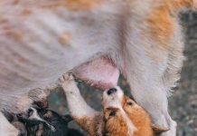 Puppy Feeding Guide: Whats Best for This Years Pets?
