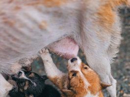Puppy Feeding Guide: Whats Best for This Years Pets?