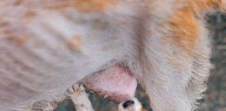 Puppy Feeding Guide: Whats Best for This Years Pets?