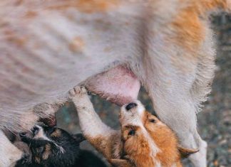 Puppy Feeding Guide: Whats Best for This Years Pets?