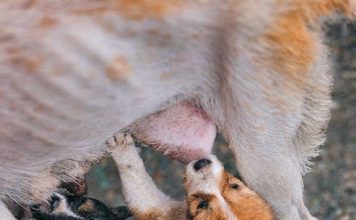 Puppy Feeding Guide: Whats Best for This Years Pets?