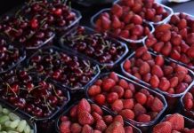 Puppy Food: Does Organic Really Make a Difference?