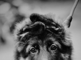 Puppy Training Techniques That Every New Owner Should Know Puppy Training Techniques That Every New Owner Should Know