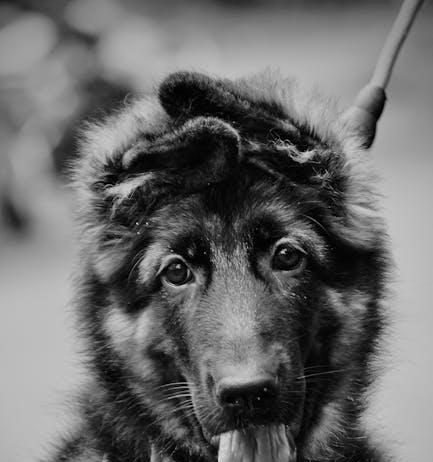 Puppy Training Techniques That Every New Owner Should Know Puppy Training Techniques That Every New Owner Should Know