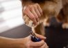Puppy Grooming: How Often Should You Bathe Your Dog? Puppy Grooming: How Often Should You Bathe Your Dog?