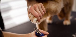 Puppy Grooming: How Often Should You Bathe Your Dog?