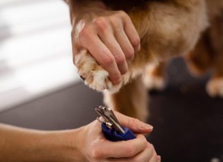 Puppy Grooming: How Often Should You Bathe Your Dog?