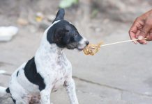 How to Choose the Best Puppy Food for This Year