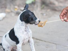 How to Choose the Best Puppy Food for This Year