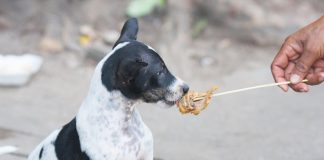 How to Choose the Best Puppy Food for This Year