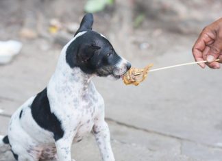 How to Choose the Best Puppy Food for This Year
