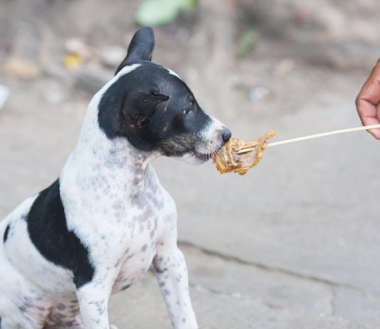 How to Choose the Best Puppy Food for This Year