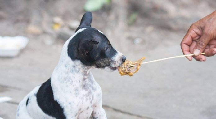 How to Choose the Best Puppy Food for This Year How to Choose the Best Puppy Food for This Year