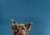 Socializing Your Puppy for Lifelong Friendliness Socializing Your Puppy for Lifelong Friendliness