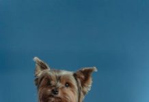 Socializing Your Puppy for Lifelong Friendliness