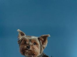 Socializing Your Puppy for Lifelong Friendliness