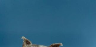 Socializing Your Puppy for Lifelong Friendliness