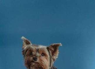 Socializing Your Puppy for Lifelong Friendliness