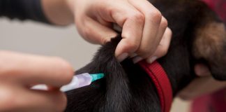 Best Ways to Prevent Fleas and Ticks on Puppies