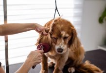 Puppy Ear Care Tips for Avoiding Infections