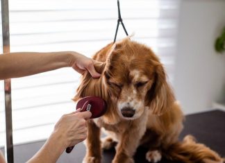 Puppy Ear Care Tips for Avoiding Infections