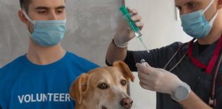 Puppy Health Tips to Ensure a Happy, Healthy Life