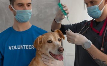 Puppy Health Tips to Ensure a Happy, Healthy Life