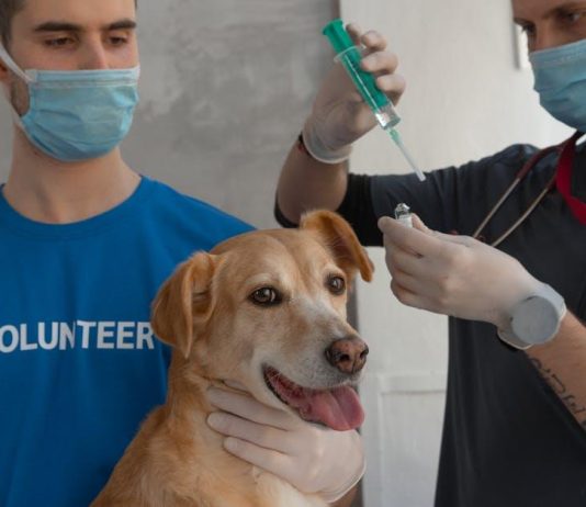 Puppy Health Tips to Ensure a Happy, Healthy Life