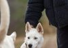 Best Ways to Teach Your Puppy Good Behavior This Year Best Ways to Teach Your Puppy Good Behavior This Year