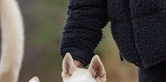 Best Ways to Teach Your Puppy Good Behavior This Year