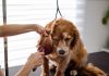 Puppy Hygiene: Keeping Your Pet Clean and Healthy