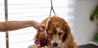 Puppy Hygiene: Keeping Your Pet Clean and Healthy
