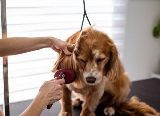 Puppy Hygiene: Keeping Your Pet Clean and Healthy