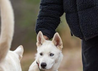 How to Train Your Puppy to Greet Visitors Calmly