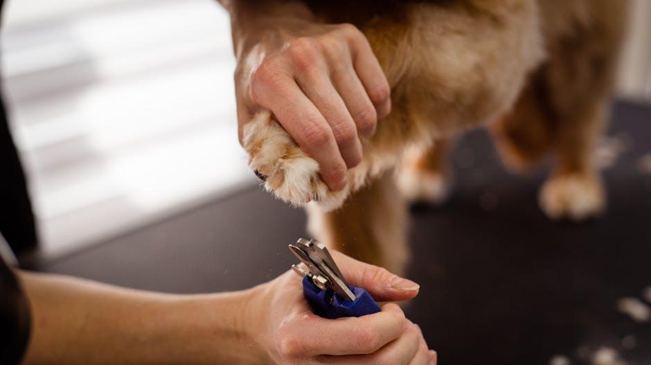 Nail Trimming and Ear Cleaning Tips for a Complete Grooming Routine